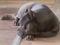 Lea, a female American Bully and Shorty Bull for sale in Phelan, CA – Photo 5 of 10