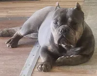 Lea, a female American Bully and Shorty Bull for sale in Phelan, CA – Photo 1 of 10