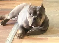 Lea, a female American Bully and Shorty Bull for sale in Phelan, CA – Photo 6 of 10