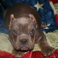 Lea, a female American Bully and Shorty Bull for sale in Phelan, CA – Photo 10 of 10