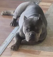 Lea, a female American Bully and Shorty Bull for sale in Phelan, CA – Photo 7 of 10