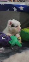 Fluffy Frenchy Male , a male French Bulldog for sale in Phelan, CA – 4 of 4