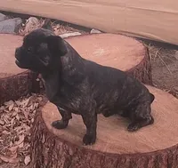 Chaco, a male French Bulldog and Pekingese for sale in Phelan, CA – 7 of 8