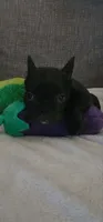 Black Male Frenchy, a male French Bulldog for sale in Phelan, CA – 3 of 5