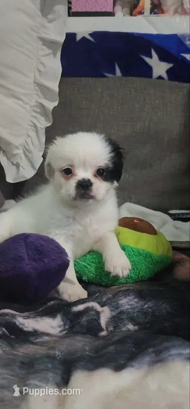 Fluffy American Bullnese Female 3 – French Bulldog, Pekingese puppy for sale in Phelan, CA