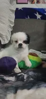 Fluffy American Bullnese Female 3, a female French Bulldog and Pekingese for sale in Phelan, CA – 1 of 4