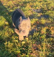 Maui, a female American Bulldog and Shorty Bull for sale in Phelan, CA – Photo 8 of 8