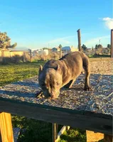 Maui, a female American Bulldog and Shorty Bull for sale in Phelan, CA – Photo 6 of 8