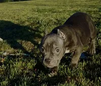 Maui, a female American Bulldog and Shorty Bull for sale in Phelan, CA – Photo 7 of 8