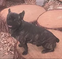 Chaco, a male French Bulldog and Pekingese for sale in Phelan, CA – 4 of 8