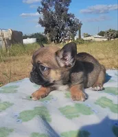 Cookie, a female French Bulldog for sale in Phelan, CA – 5 of 7