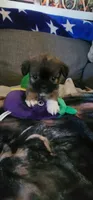 Fluffy  American Bullnese Female 1, a female French Bulldog and Pekingese for sale in Phelan, CA – 2 of 5