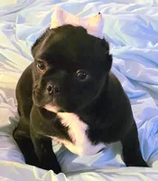 processed/7567da10-740f-48e9-90d0-6aa9885109c0/listing/5ded935b-8de0-4b4a-9c21-dff3e3f18220/18846092-60a9-473d-8429-a2618e2a8118