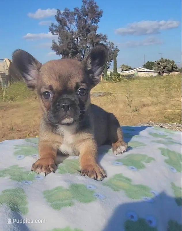 Cookie – French Bulldog puppy for sale in Phelan, CA
