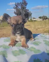 Cookie, a female French Bulldog for sale in Phelan, CA – 1 of 7