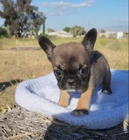 Cookie, a female French Bulldog for sale in Phelan, CA – 3 of 7