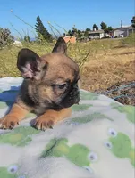 Cookie, a female French Bulldog for sale in Phelan, CA – 2 of 7