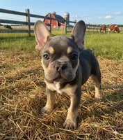 Kezia, a female French Bulldog for sale in Phelan, CA – Photo 1 of 7