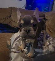 Kezia, a female French Bulldog for sale in Phelan, CA – Photo 3 of 7