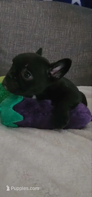 Black Male Frenchy – French Bulldog puppy for sale in Phelan, CA