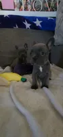 Blue Female Frenchy , a female French Bulldog for sale in Phelan, CA – 2 of 10