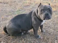 Hercules, a male American Bully and Shorty Bull for sale in Phelan, CA – 8 of 10