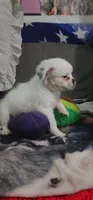 Fluffy American Bullnese Female 3, a female French Bulldog and Pekingese for sale in Phelan, CA – 4 of 4