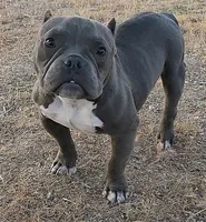 Hercules, a male American Bully and Shorty Bull for sale in Phelan, CA – 10 of 10
