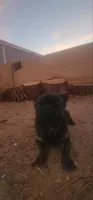 Chaco, a male French Bulldog and Pekingese for sale in Phelan, CA – 2 of 8