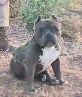 Hercules, a male American Bully and Shorty Bull for sale in Phelan, CA – 1 of 10