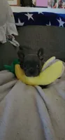 Blue Female Frenchy , a female French Bulldog for sale in Phelan, CA – 10 of 10