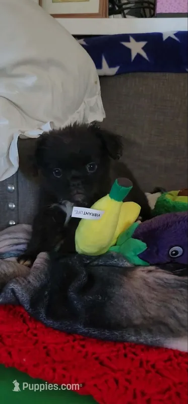 Fluffy American Bullnese Female 4 – French Bulldog, Pekingese puppy for sale in Phelan, CA