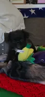 Fluffy American Bullnese Female 4, a female French Bulldog and Pekingese for sale in Phelan, CA – 1 of 3