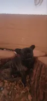 Chaco, a male French Bulldog and Pekingese for sale in Phelan, CA – 3 of 8