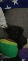 Fluffy American Bullnese Female 4, a female French Bulldog and Pekingese for sale in Phelan, CA – 3 of 3
