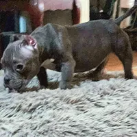 Hercules, a male American Bulldog and Shorty Bull for sale in Phelan, CA – Photo 4 of 10