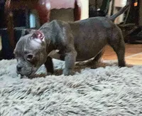 Hercules, a male American Bulldog and Shorty Bull for sale in Phelan, CA – Photo 4 of 10