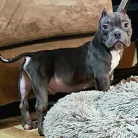 Hercules, a male American Bulldog and Shorty Bull for sale in Phelan, CA – Photo 1 of 10