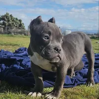 Hercules, a male American Bulldog and Shorty Bull for sale in Phelan, CA – Photo 6 of 10