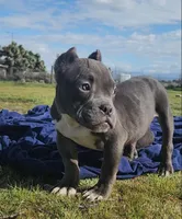 Hercules, a male American Bulldog and Shorty Bull for sale in Phelan, CA – Photo 6 of 10