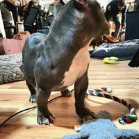 Hercules, a male American Bulldog and Shorty Bull for sale in Phelan, CA – Photo 8 of 10