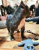 Hercules, a male American Bulldog and Shorty Bull for sale in Phelan, CA – Photo 8 of 10