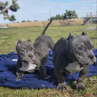 Hercules, a male American Bulldog and Shorty Bull for sale in Phelan, CA – Photo 10 of 10