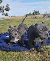 Hercules, a male American Bulldog and Shorty Bull for sale in Phelan, CA – Photo 10 of 10