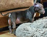 Hercules, a male American Bulldog and Shorty Bull for sale in Phelan, CA – Photo 2 of 10
