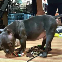 Hercules, a male American Bulldog and Shorty Bull for sale in Phelan, CA – Photo 7 of 10