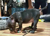 Hercules, a male American Bulldog and Shorty Bull for sale in Phelan, CA – Photo 7 of 10