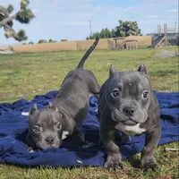 Hercules, a male American Bulldog and Shorty Bull for sale in Phelan, CA – Photo 9 of 10