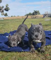 Hercules, a male American Bulldog and Shorty Bull for sale in Phelan, CA – Photo 9 of 10