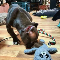 Hercules, a male American Bulldog and Shorty Bull for sale in Phelan, CA – Photo 3 of 10